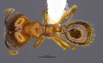 Media type: image;   Entomology 36173 Aspect: habitus dorsal view